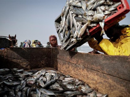 全球渔业产量创新高 人工养殖首次超过自然捕捞