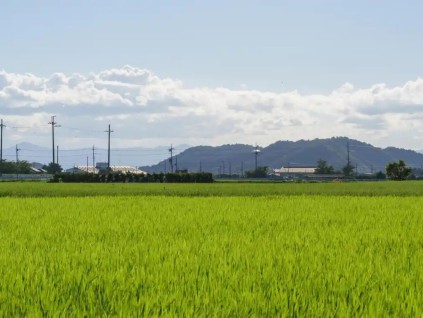 专家称担心引发粮食安全问题 日本将收紧外国人购买农地条例